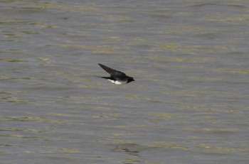 Barn Swallow 茨城県つくばみらい市 Tue, 4/21/2020