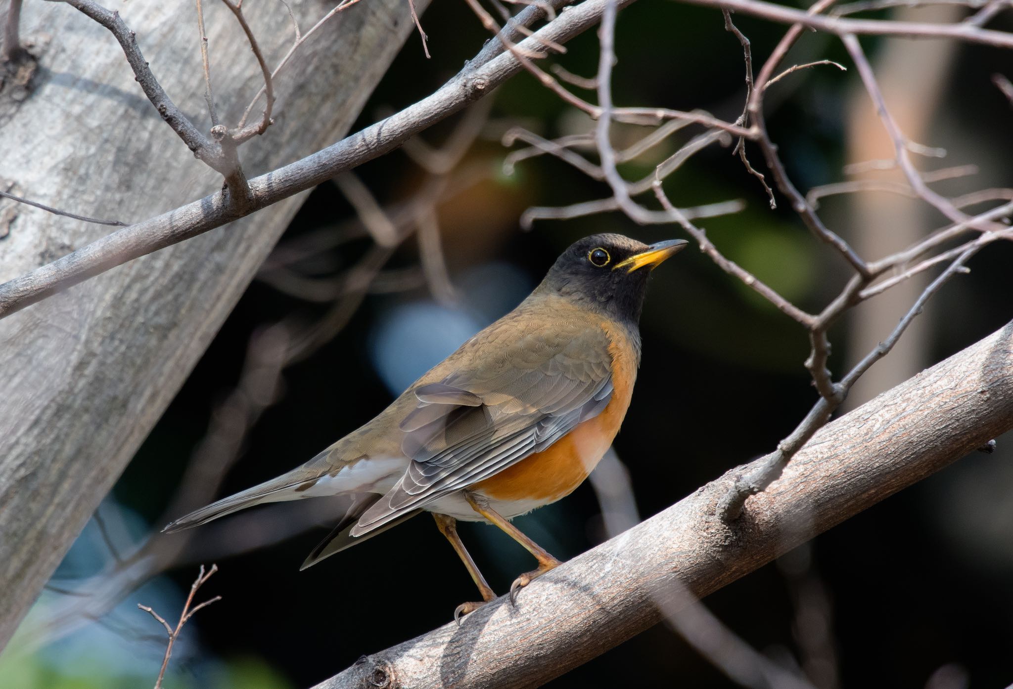 東京港野鳥公園 オオアカハラの写真 by Jgogo