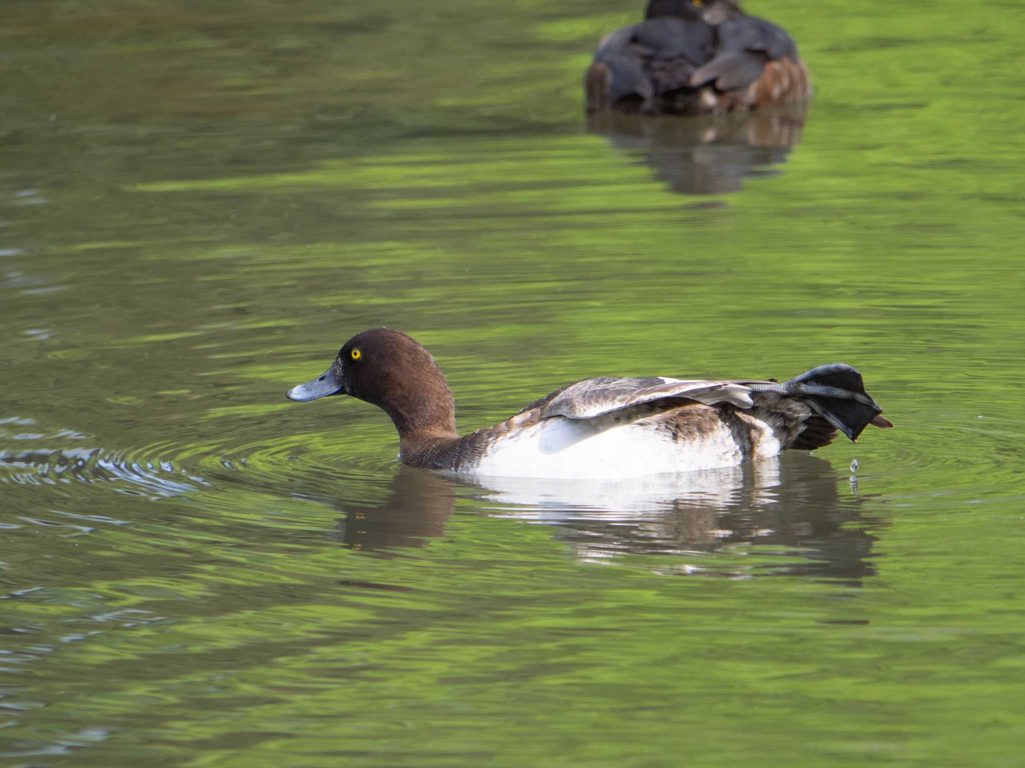 こども自然公園 (大池公園/横浜市) キンクロハジロの写真 by Tosh@Bird