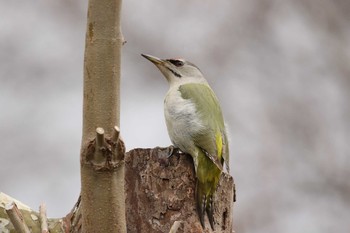 Tue, 4/21/2020 Birding report at Miharashi Park(Hakodate)