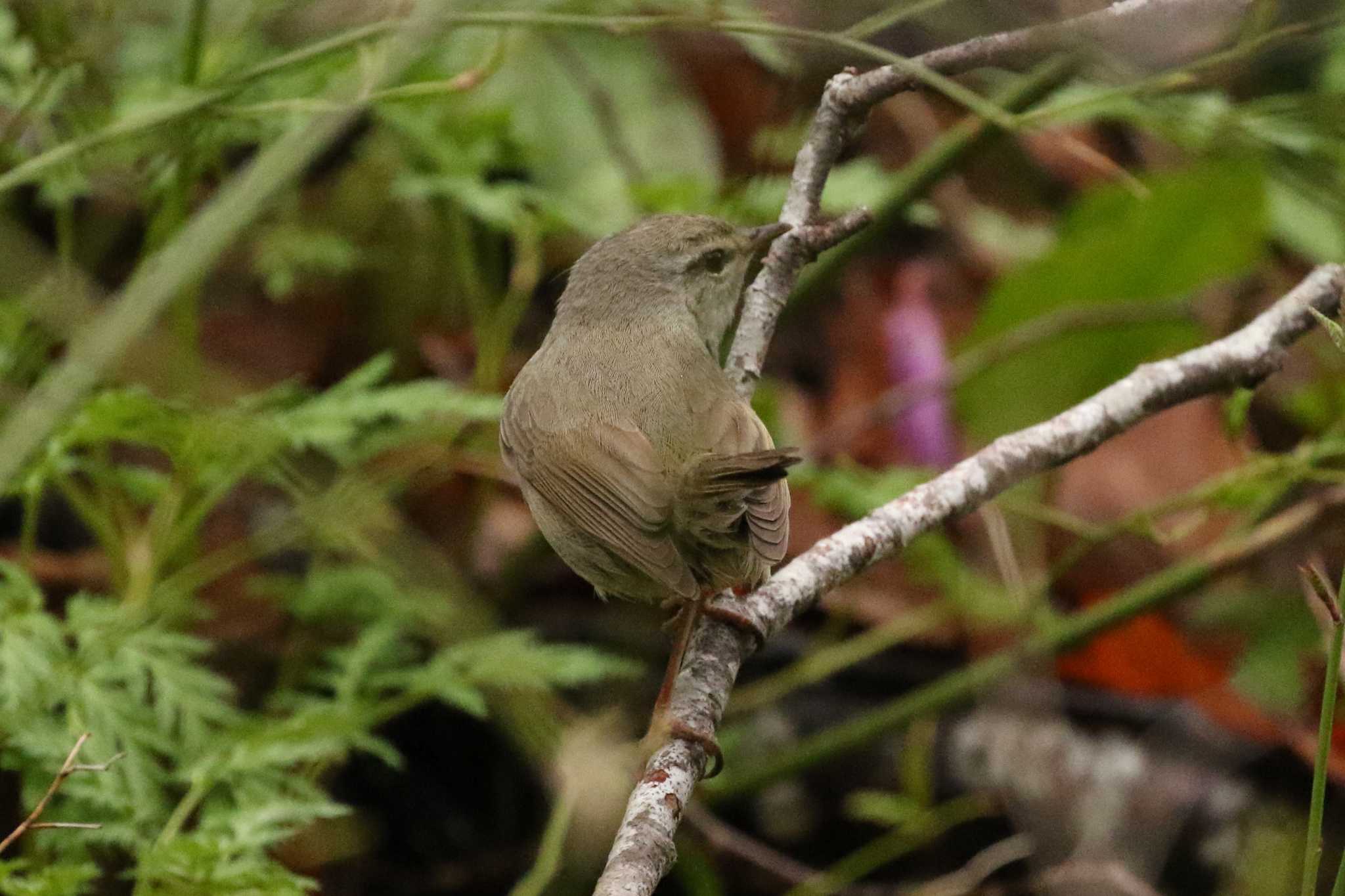 ウグイス