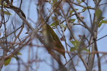 センダイムシクイ 古法華自然公園 2020年4月19日(日)