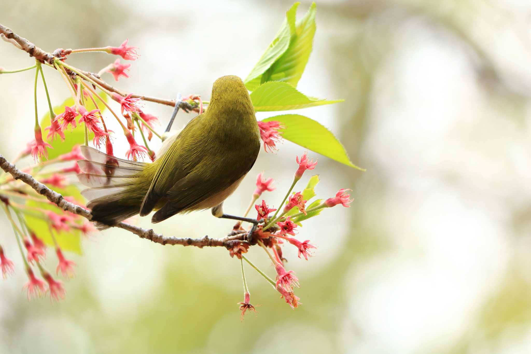 Photo of Warbling White-eye at 平谷川 by いわな