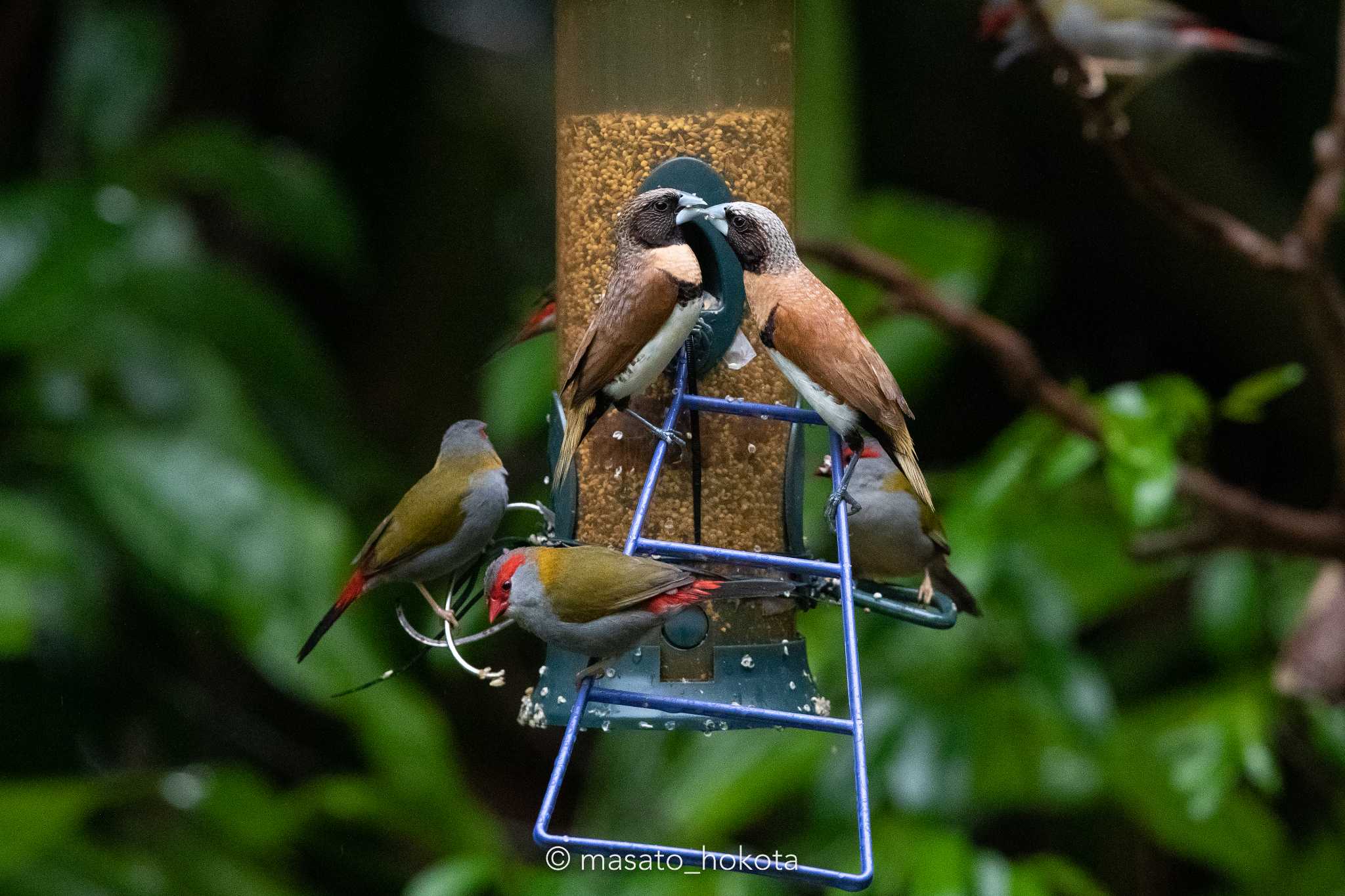 Chestnut-breasted Mannikin