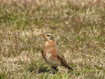 ハチジョウツグミ 水元公園 2020年2月5日(水)