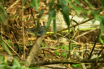 Grey Bunting 東京都 Sat, 4/4/2020