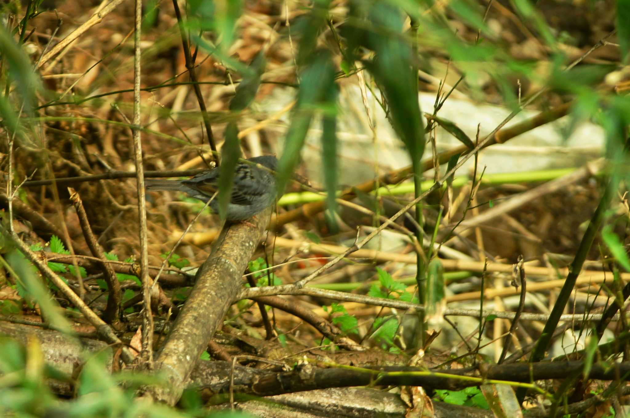 Photo of Grey Bunting at 東京都 by bea