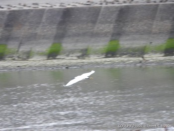 未同定 男里川 2020年4月21日(火)