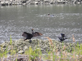 Japanese Cormorant 男里川 Tue, 4/21/2020