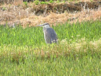 Grey Heron 天理市南六条近郊 Wed, 4/22/2020