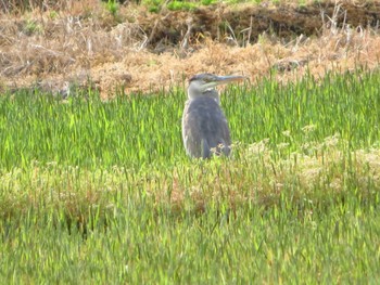 Grey Heron 天理市南六条近郊 Wed, 4/22/2020