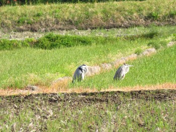 Grey Heron 天理市南六条近郊 Wed, 4/22/2020