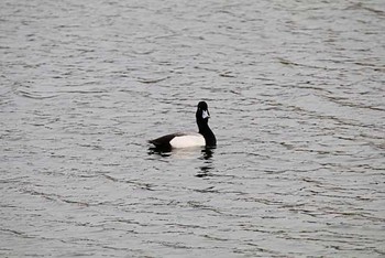 2016年4月9日(土) 谷津干潟の野鳥観察記録