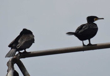 Great Cormorant 明石港 Wed, 4/22/2020