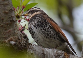 Dusky Thrush Akashi Park Wed, 4/22/2020