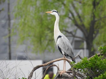 Grey Heron 大濠公園 Sun, 4/10/2016