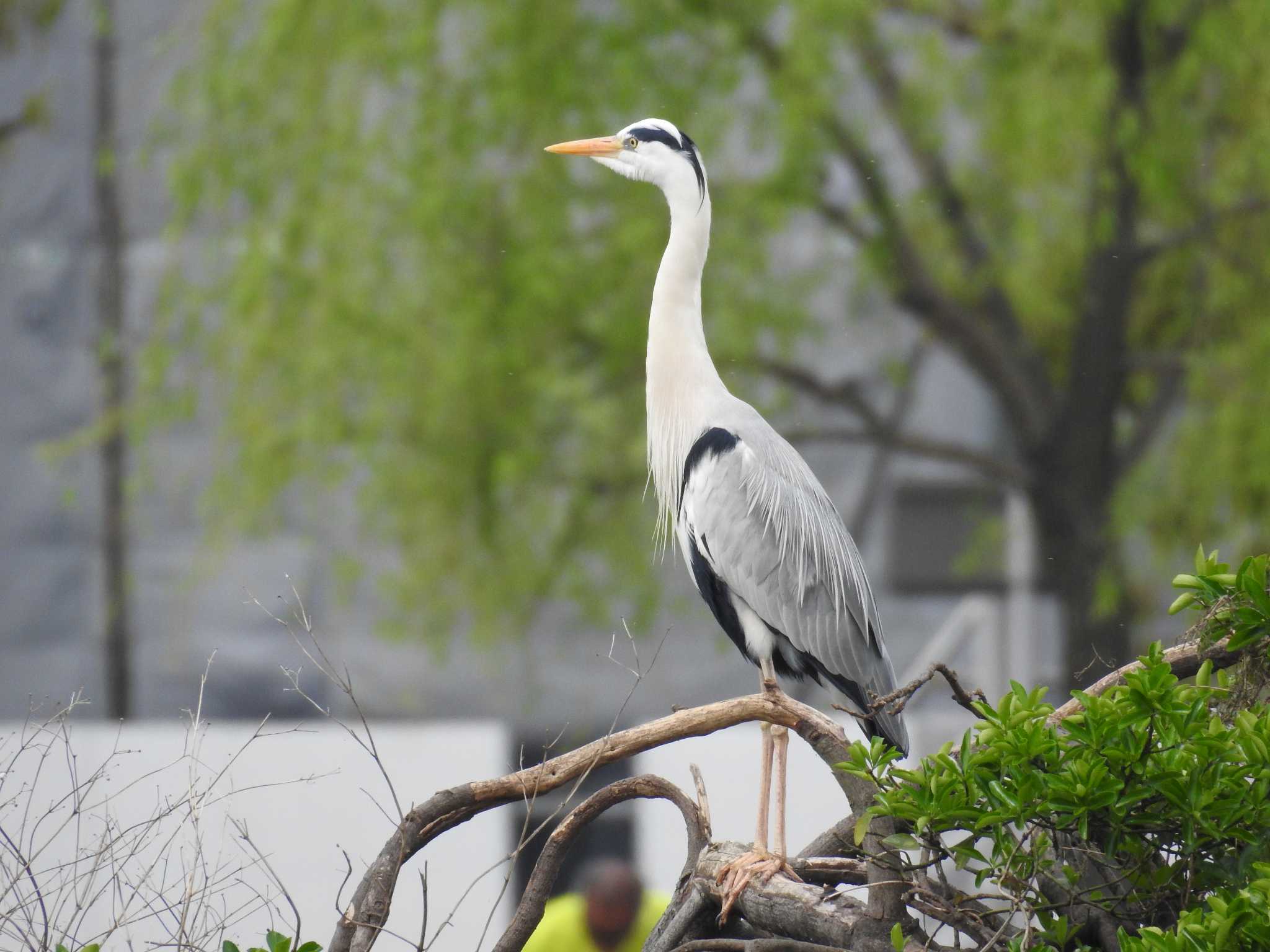 大濠公園 アオサギの写真 by sayurimats