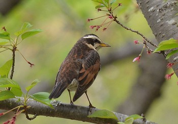 Dusky Thrush Unknown Spots Wed, 4/22/2020