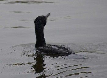 Great Cormorant Akashi Park Wed, 4/22/2020