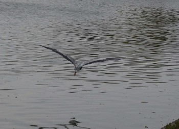 Grey Heron Akashi Park Wed, 4/22/2020