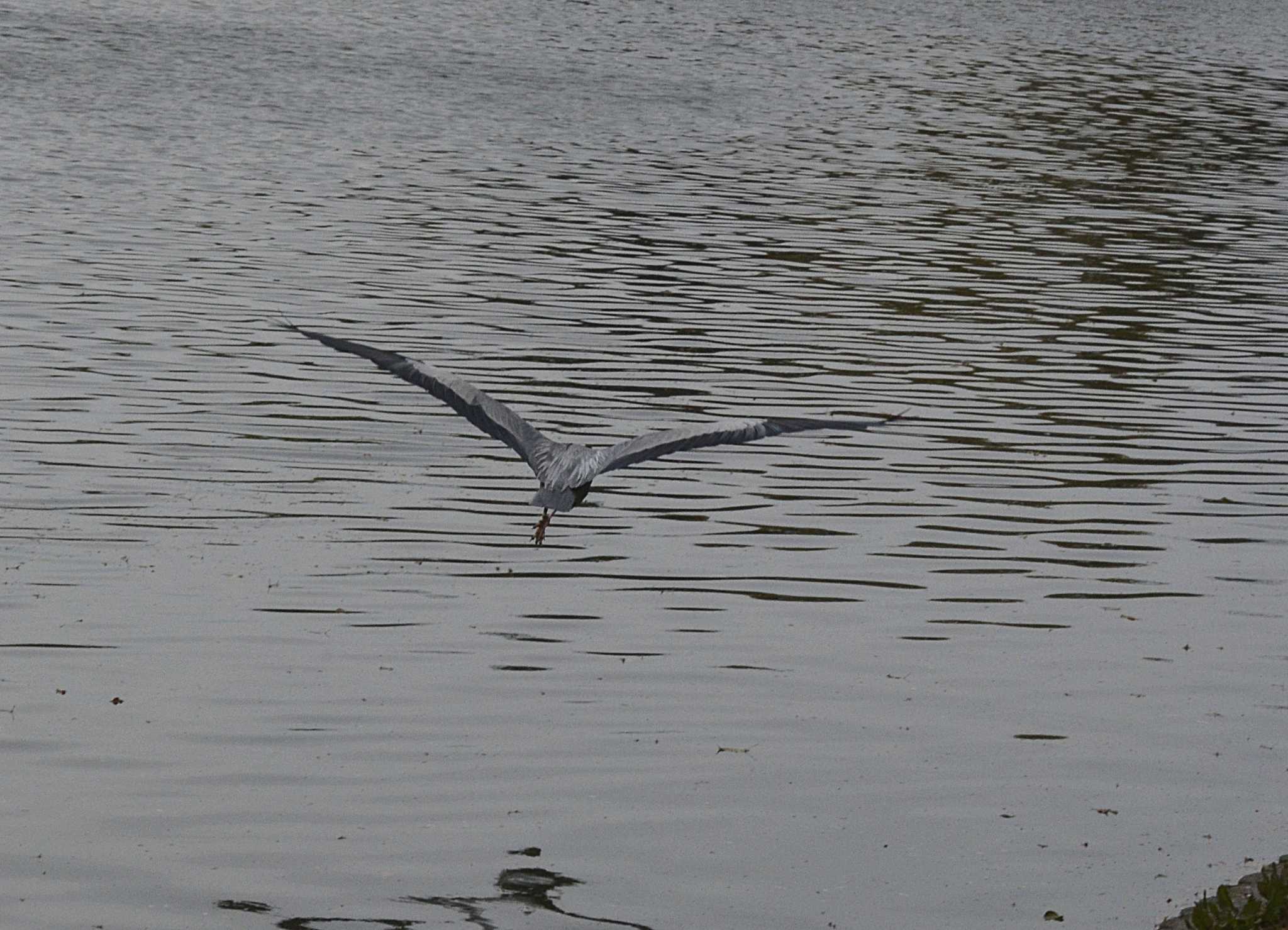 Photo of Grey Heron at Akashi Park by kazu