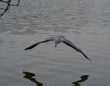 Grey Heron Akashi Park Wed, 4/22/2020