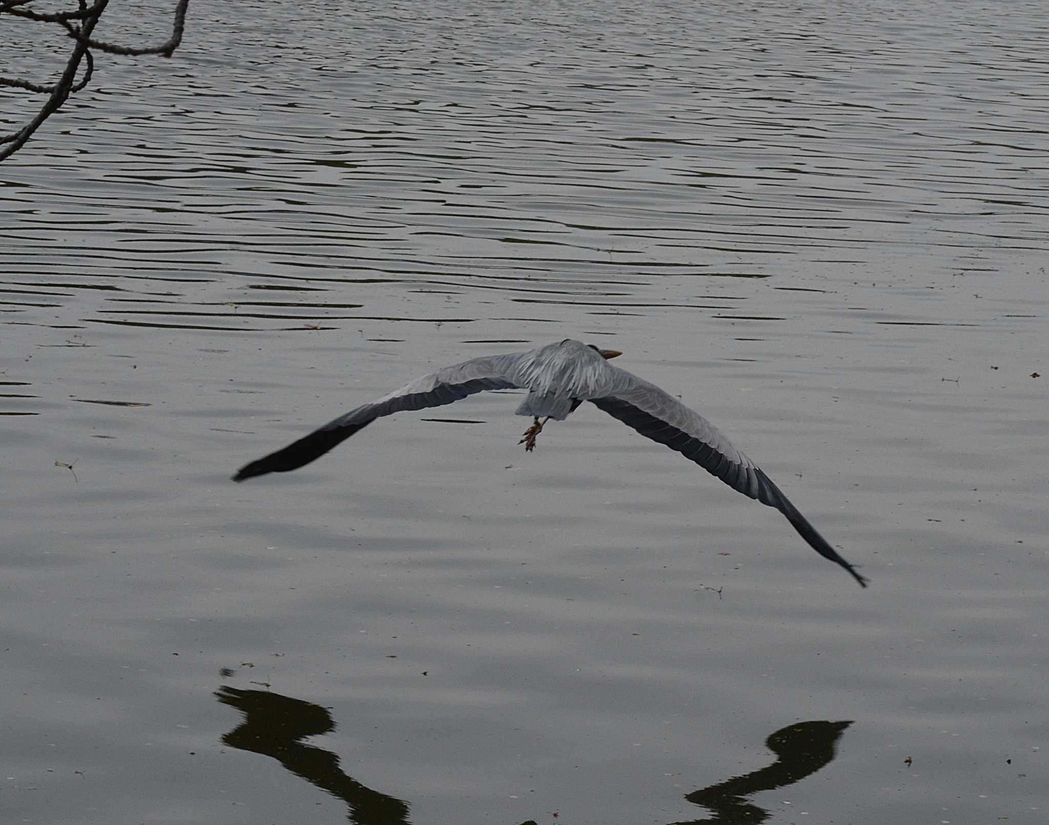 Photo of Grey Heron at Akashi Park by kazu