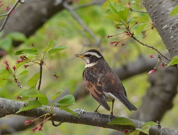 Dusky Thrush Akashi Park Wed, 4/22/2020