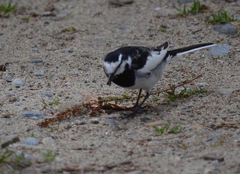 White Wagtail Akashi Park Wed, 4/22/2020