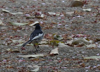 White Wagtail Akashi Park Wed, 4/22/2020