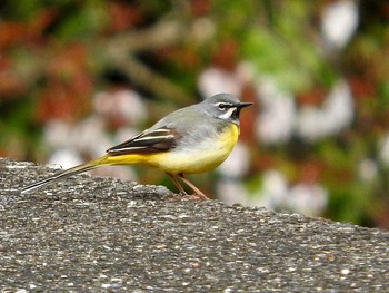 キセキレイ 愛知県岩屋堂 2016年4月10日(日)