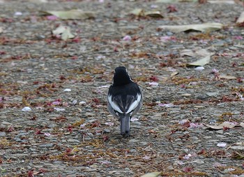 White Wagtail Akashi Park Wed, 4/22/2020