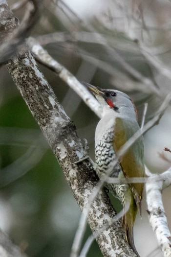 Wed, 4/22/2020 Birding report at Miyagi Kenminnomori