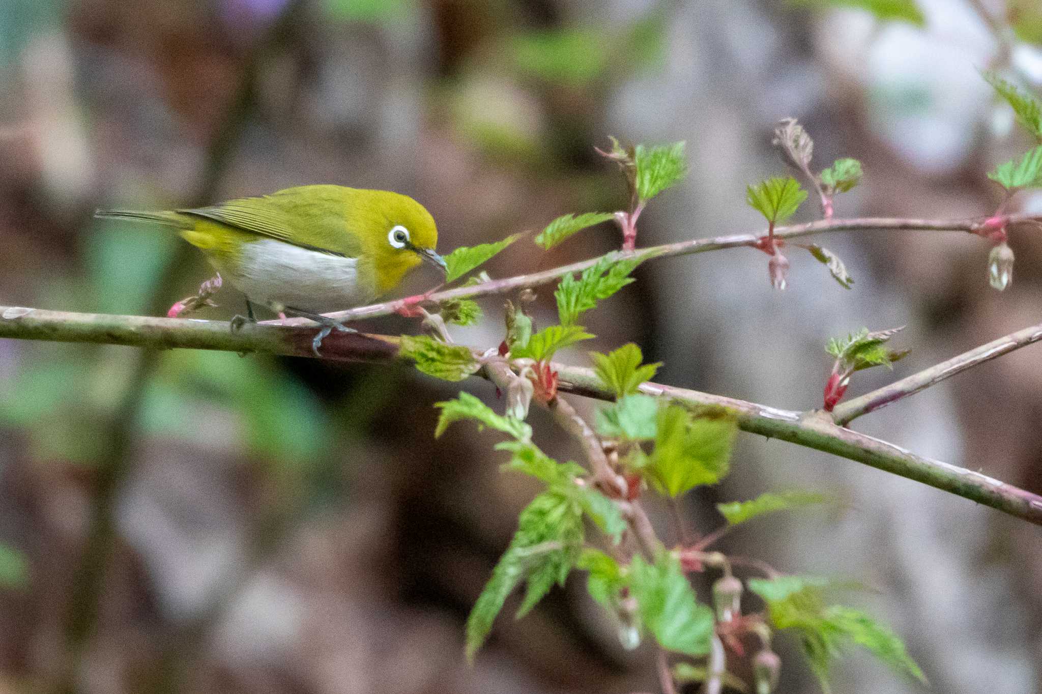 宮城県民の森 メジロの写真 by かつきち