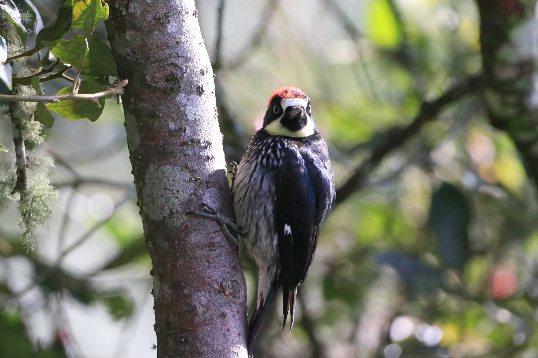 Acorn Woodpecker