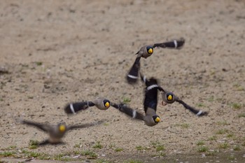 Japanese Grosbeak Yatoyama Park Sun, 4/10/2016