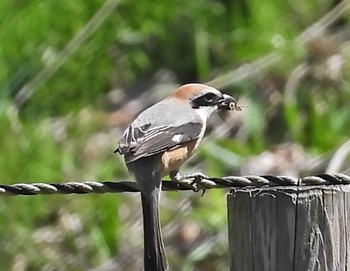 Bull-headed Shrike Unknown Spots Sun, 4/19/2020