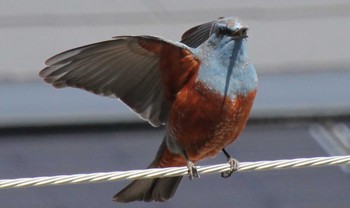 Blue Rock Thrush 仙台市青葉区 Sat, 4/4/2020