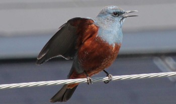 Blue Rock Thrush 仙台市青葉区 Sat, 4/4/2020