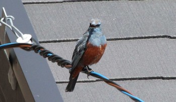 Blue Rock Thrush 仙台市青葉区 Sat, 4/4/2020