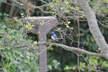 Blue-and-white Flycatcher Osaka Nanko Bird Sanctuary Wed, 4/22/2020