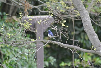 オオルリ 大阪南港野鳥園 2020年4月22日(水)