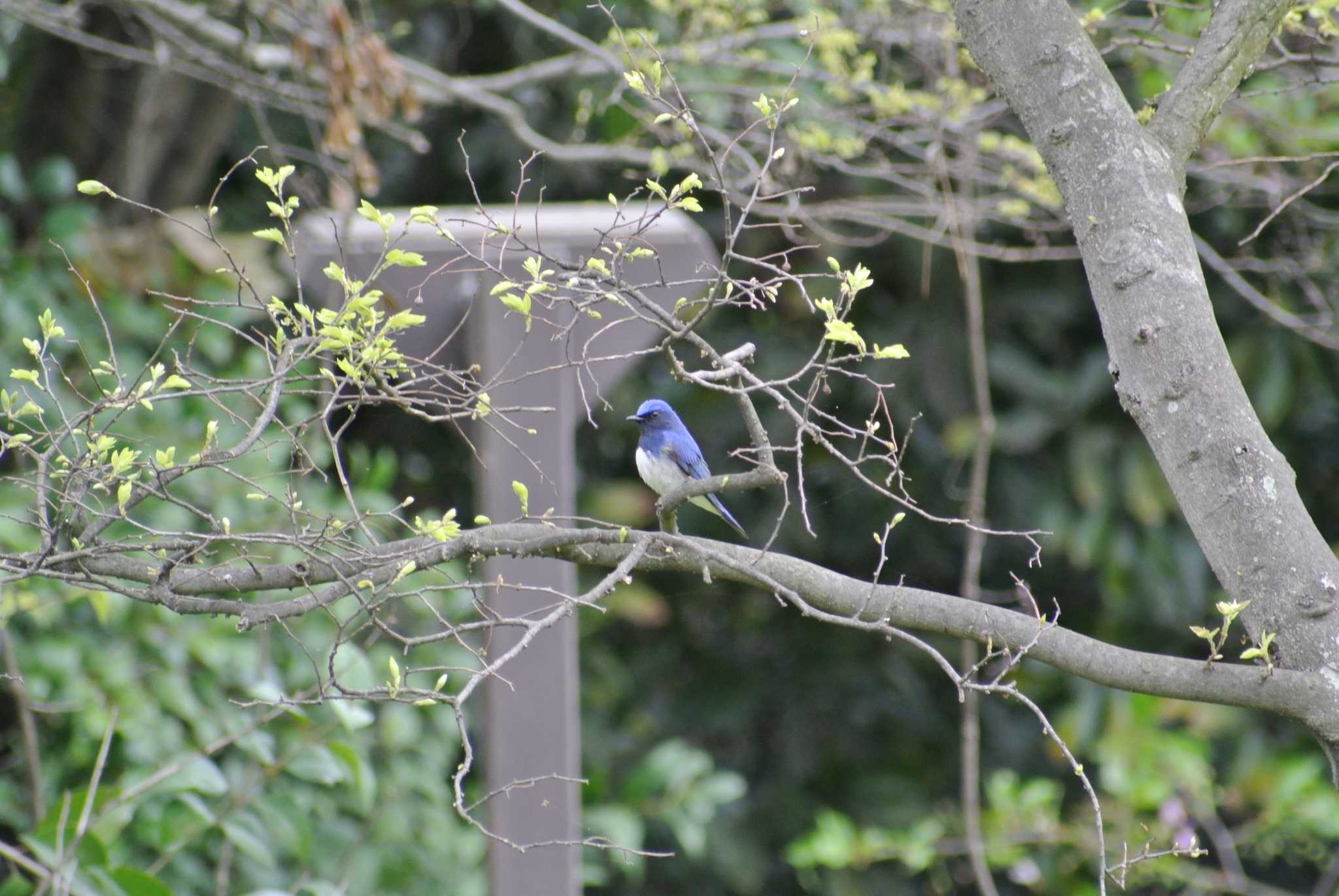 Photo of Blue-and-white Flycatcher at Osaka Nanko Bird Sanctuary by Daguchan