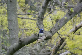 Blue-and-white Flycatcher Osaka Nanko Bird Sanctuary Wed, 4/22/2020