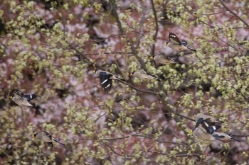 Japanese Grosbeak Yatoyama Park Sun, 4/10/2016