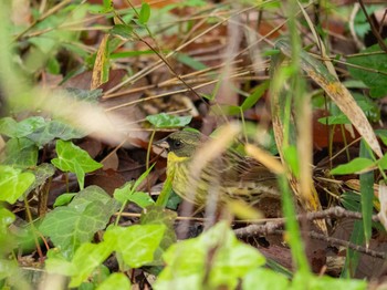 Masked Bunting Kodomo Shizen Park Tue, 4/21/2020