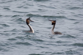 カンムリカイツブリ 山中湖 2016年4月9日(土)