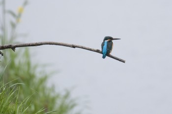 Common Kingfisher 神奈川県綾瀬市 Sun, 4/10/2016