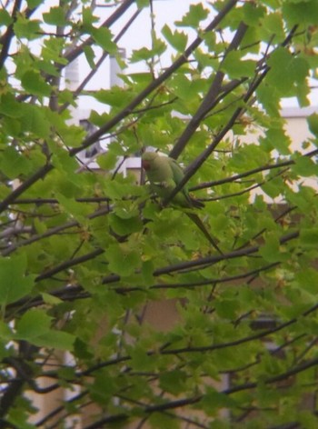 ワカケホンセイインコ 東京都世田谷区 2012年4月25日(水)