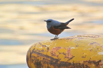 Blue Rock Thrush 大阪港 Wed, 4/22/2020